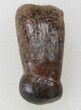Rooted Alligatoroid (Brachychampsa) Tooth - Montana #38289-1